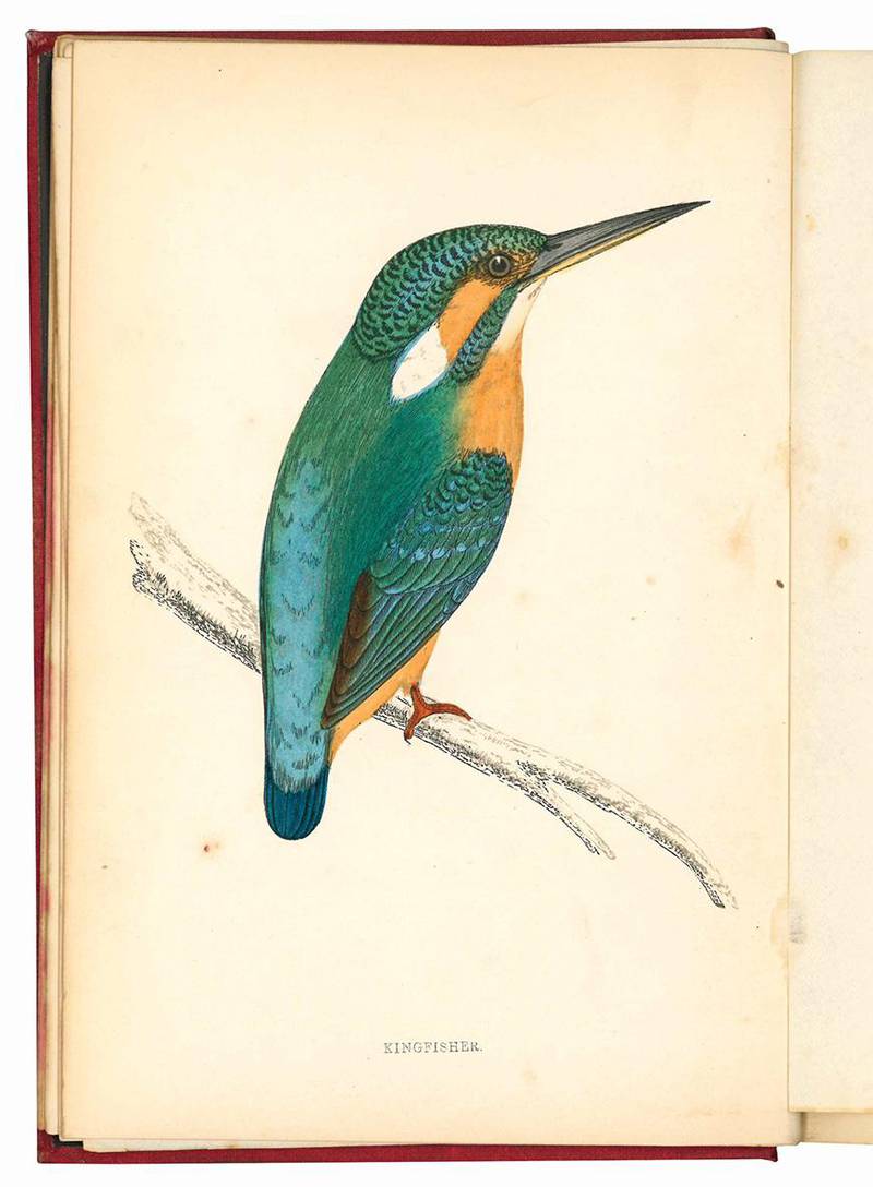 History of British birds. Vol. I (-VIII).