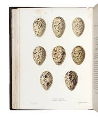 Eggs of British birds, with an account of their breeding-habits. Limicolae