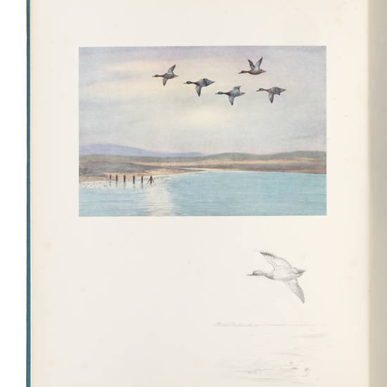 A bird painter’s sketch book