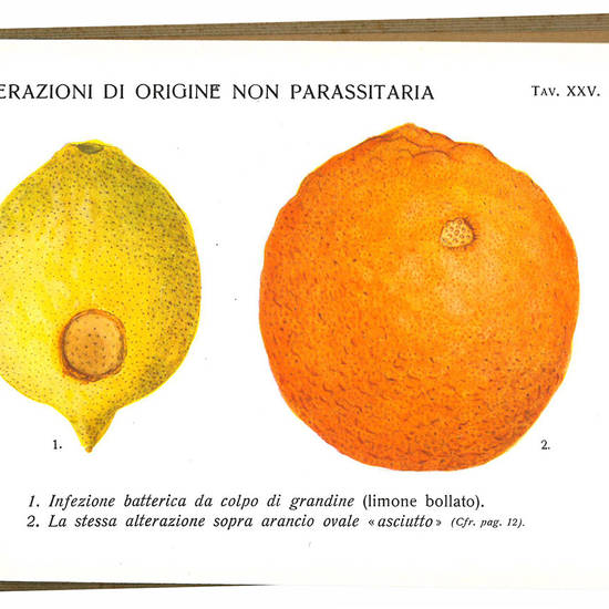 Le alterazioni dei frutti degli agrumi. 63 tavole in tricromia da acquarelli dell'autore.