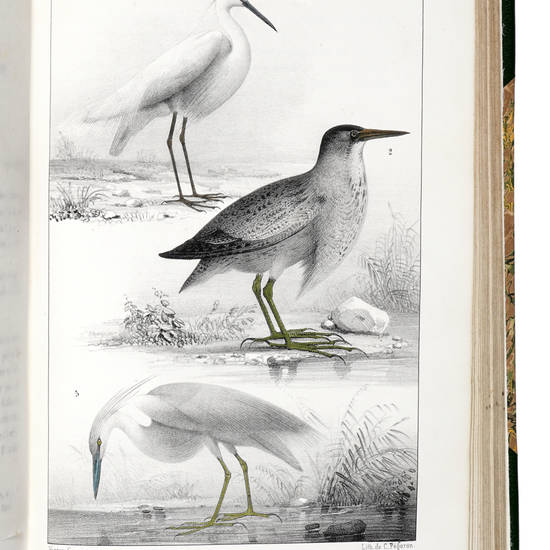 Ornithologie du Dauphiné ou Description des Oiseaux observés dans les départements de l’Isère, de la Drôme, des Hautes-Alpes et des contrées voisines, par Hippolyte Bouteille, pharmacien. Avec la collaboration de M. de Labatie. Ouvrage contenant 3