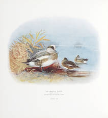 The Natural History of the British Surface-Feeding Ducks [Illustrated by Archibald Thorburn and the Author]