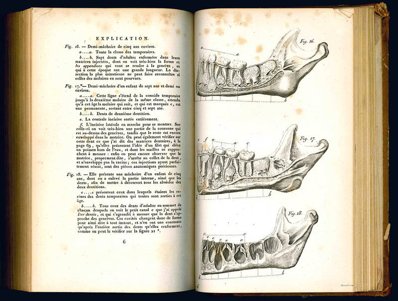 Traité de la seconde dentition