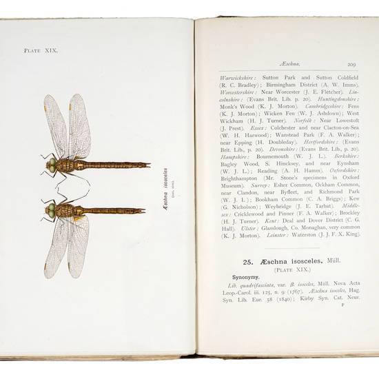 British dragonflies (Odonata)