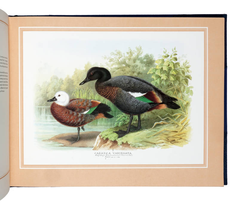 The Wildfowl Paintings of Henry Jones
