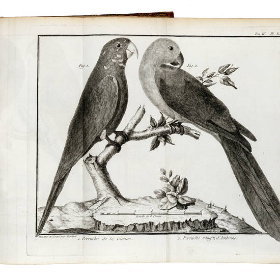 Ornithologie, ou méthode contenant la division des oiseaux en ordres, sections, genres, espèces et leurs variétés