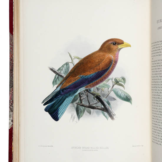 A Monograph of the Coraciidae, or Family of the Rollers