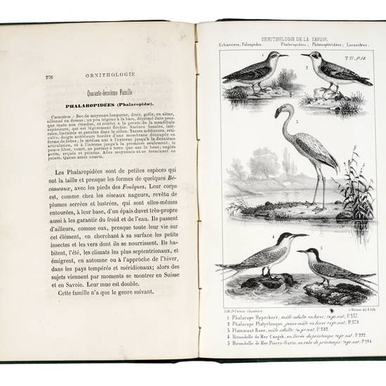 Ornithologie de la Savoie ou Histoire des oiseaux qui vivent en Savoie à l’état sauvage. Tome premier [-quatrième]