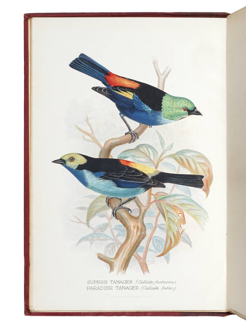 Foreign finches in captivity. Second edition. Illustrated by F. W. Frohawk