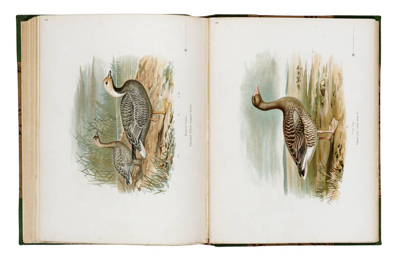 The Geese of Europe and Asia being the description of most of old world species
