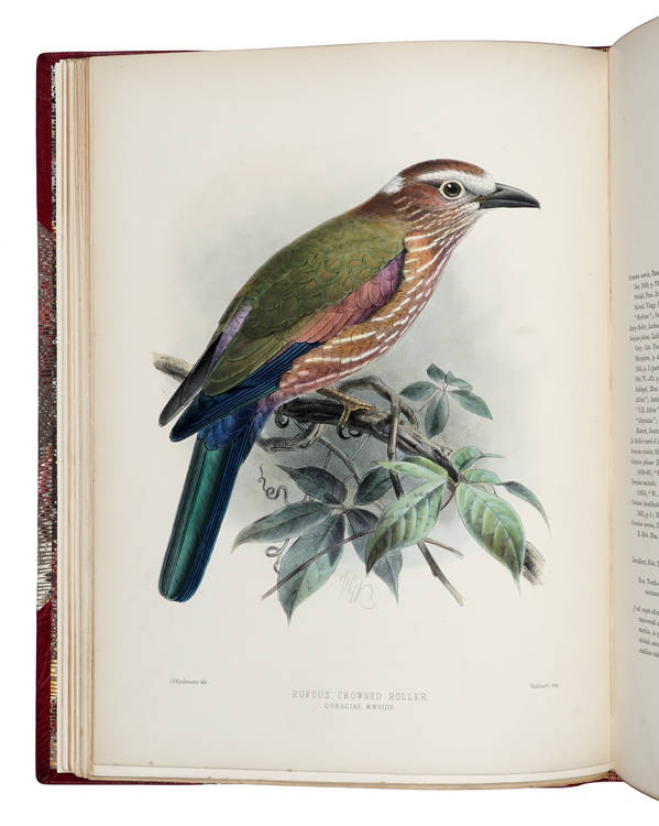 A Monograph of the Coraciidae, or Family of the Rollers