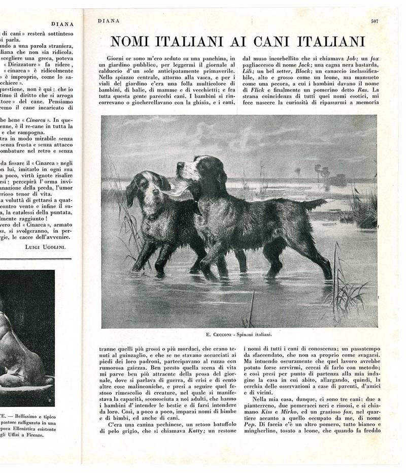Diana. Esposizione canina internazionale. Firenze 15-22 maggio 1932-X. Numero doppio.