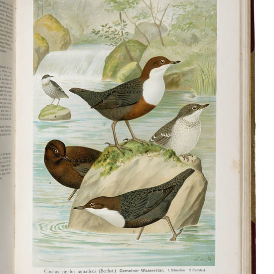 Naturgeschichte der Vögel Mitteleuropas […] Herausgegeben von Carl R. Hennicke. II. Band (Grasmuecken, Timalien und Baumläufer)