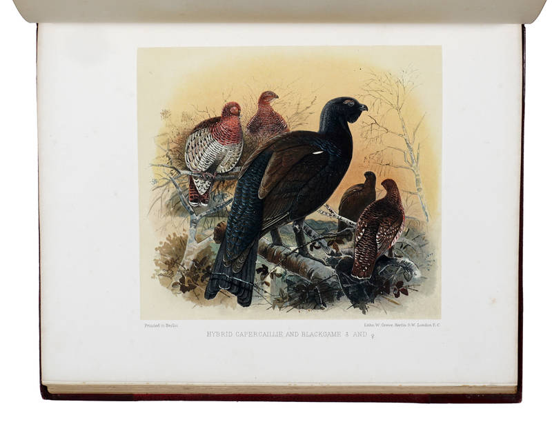Game birds and shooting-sketches; illustrating the habits, modes of capture, stages of plumage, and the hybrids and varieties which occur amongst them