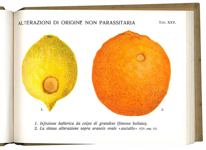Le alterazioni dei frutti degli agrumi. 63 tavole in tricromia da acquarelli dell'autore.