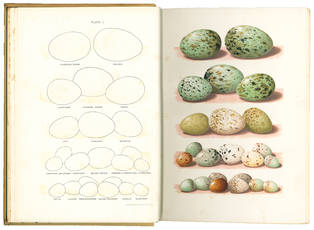 The Nests and Eggs of British Birds when and where to find them, being A Handbook to the Oology of the British Islands